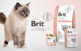 Waga wody w życiu kota 