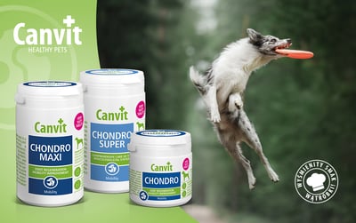 Suplementacja w chorobach stawów psów i kotów - dlaczego jest istotna?