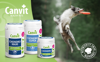 Suplementacja w chorobach stawów psów i kotów - dlaczego jest istotna?