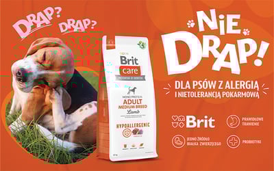 piesek drapiący się z brit care hypoallergenic