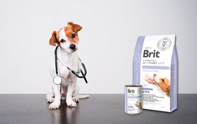 piesek-z-stetoskopem