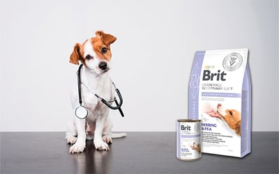 piesek-z-stetoskopem