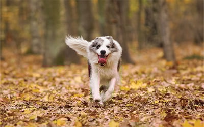 piesek w lesie biegnący w twoja strone