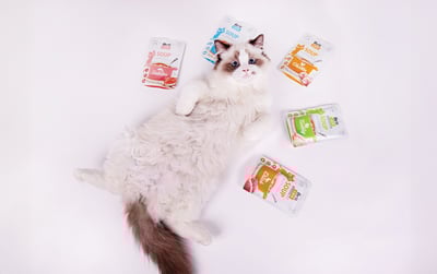 Kotek leżący przy brit care soup