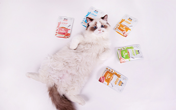 Kotek leżący przy brit care soup