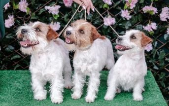 Międzynarodowa Wystawa Psów Rasowych w Pruszkowie – Memoriał Zygmunta Jakubowskiego