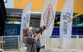 Międzynarodowa Wystawa Kotów Rasowych we Wrocławiu