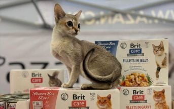 Międzynarodowa Wystawa Kotów Rasowych w Warszawie