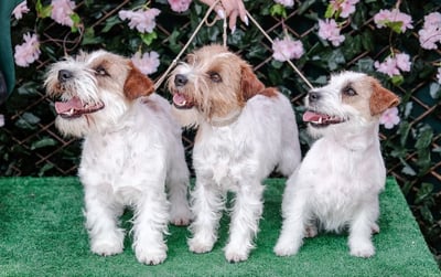 Międzynarodowa Wystawa Psów Rasowych w Pruszkowie – Memoriał Zygmunta Jakubowskiego