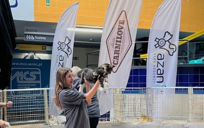 Międzynarodowa Wystawa Kotów Rasowych we Wrocławiu