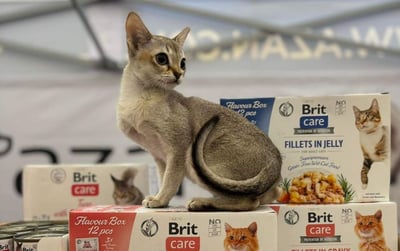 Międzynarodowa Wystawa Kotów Rasowych w Warszawie