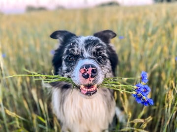 Szkodliwe rośliny doniczkowe dla psów i kotów