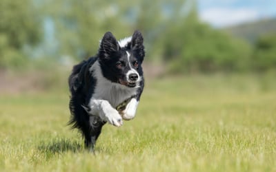 Border Collie