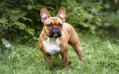 Buldog Francuski