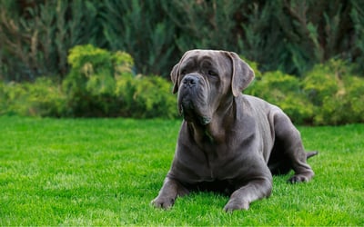 Cane Corso