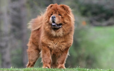 Chow chow