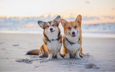 Corgi