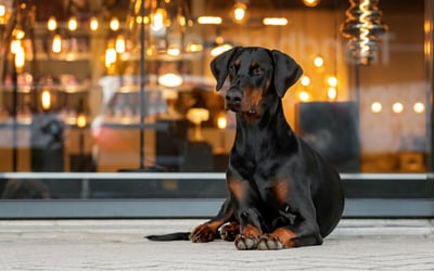 Doberman