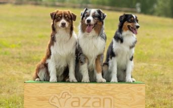 Pieski na podium na wystawie