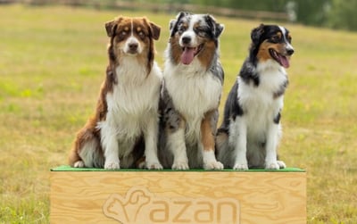 Pieski na podium na wystawie