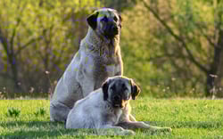 Kangal