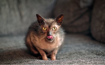 Kot Lykoi