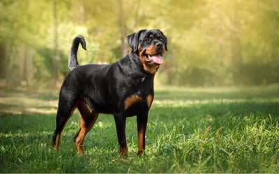 Rottweiler