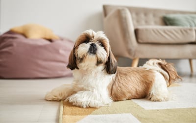 Shih Tzu