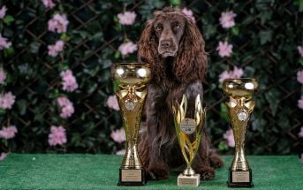 Pies pozujący wraz z pucharami