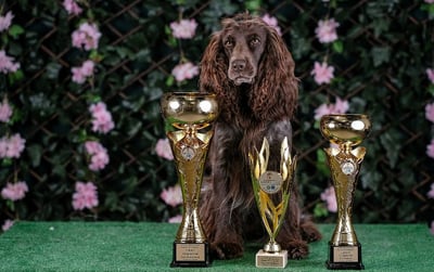 Pies pozujący wraz z pucharami