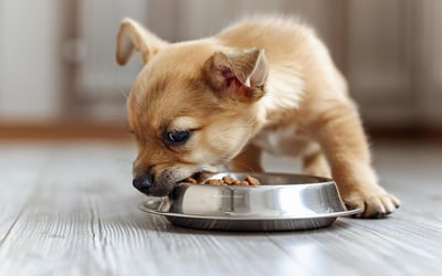 szczeniak-jedzacy-karme