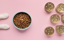 kocie-lapki-przy-karmie