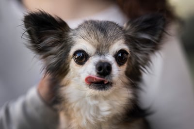 urocza chihuahua