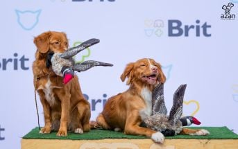 dwa pieski z zabawkowymi kaczkami