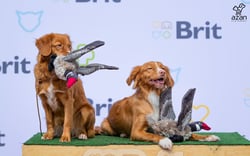 dwa pieski z zabawkowymi kaczkami