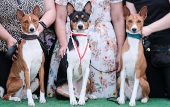 psy na wsytawie w sopocie