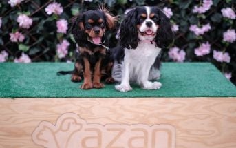 XVII & XVIII Międzynarodowa Wystawa Psów Rasowych w Białymstoku