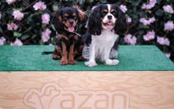 XVII & XVIII Międzynarodowa Wystawa Psów Rasowych w Białymstoku