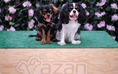 XVII & XVIII Międzynarodowa Wystawa Psów Rasowych w Białymstoku