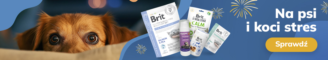 Na psi i koci stres. Sprawdź